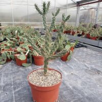 Cylindropuntia imbricata (dw)