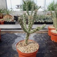 Cylindropuntia imbricata (dw)