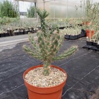 Cylindropuntia imbricata (dw)