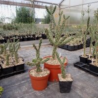 Cylindropuntia imbricata (dw)