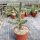 Cylindropuntia imbricata (dw)