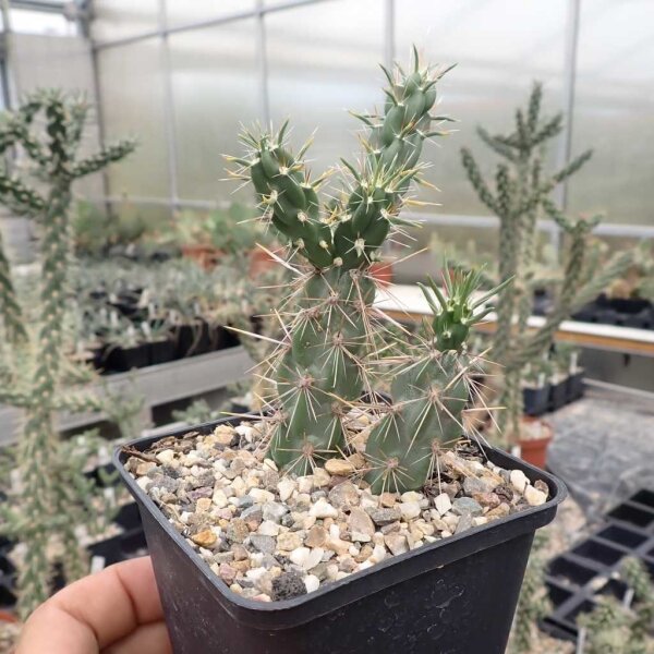 Cylindropuntia imbricata Fremont Co Colorado (dw)