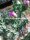 Cylindropuntia imbricata Fremont Co Colorado (dw)