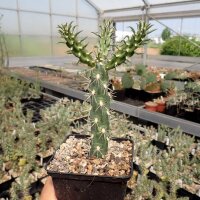 Cylindropuntia imbricata Baca Co., Kansas, USA (dw)
