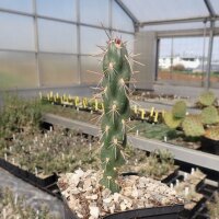 Cylindropuntia imbricata Baca Co., Kansas, USA (dw)