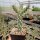 Cylindropuntia imbricata Baca Co., Kansas, USA (dw)
