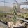 Cylindropuntia imbricata Baca Co., Kansas, USA (dw)