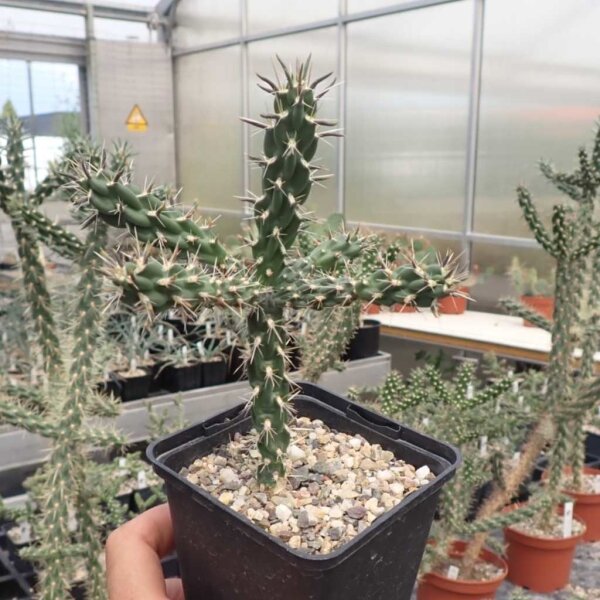 Cylindropuntia imbricata FH 520  (dw)