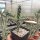 Cylindropuntia imbricata FH 520  (dw)