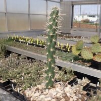 Cylindropuntia imbricata MUG 120  (dw)
