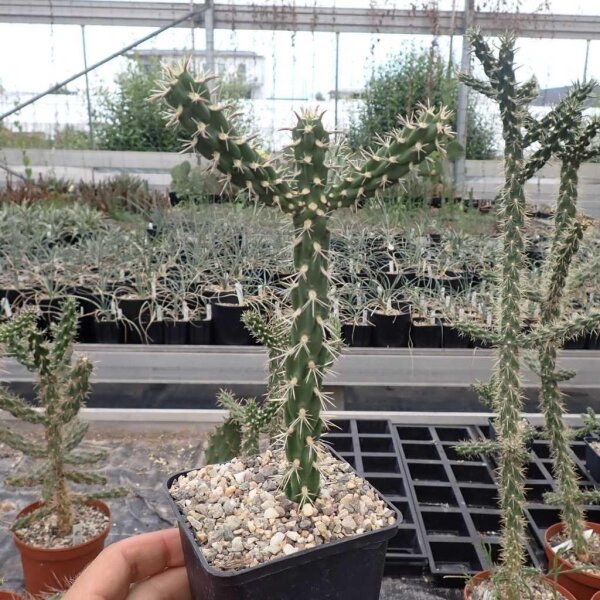 Cylindropuntia imbricata cv. Krätschmer (dw)