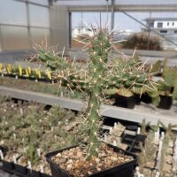 Cylindropuntia imbricata cv. Krätschmer (dw)