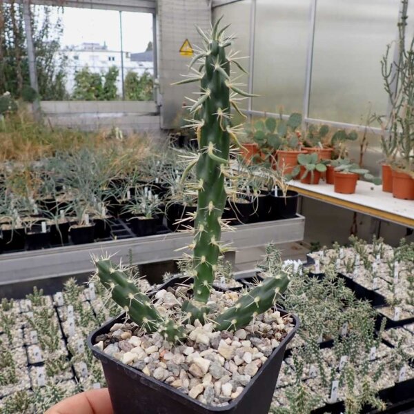 Cylindropuntia imbricata cv. Marco (dw)