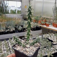 Cylindropuntia imbricata cv. Marco (dw)