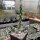Cylindropuntia imbricata cv. Marco (dw)