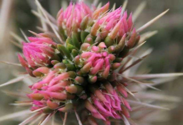 Cylindropuntia imbricata cv. Pinky (dw)