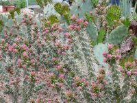 Cylindropuntia imbricata cv. Pinky (dw)