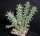 Cylindropuntia imbricata cv. Pinky (dw)