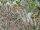 Cylindropuntia imbricata cv. Pinky (dw)