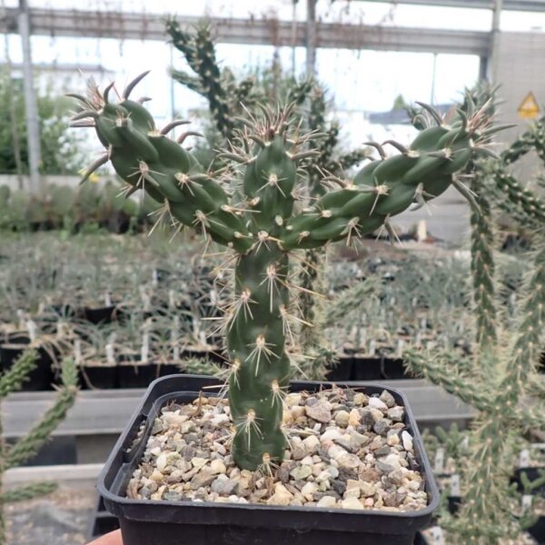 Cylindropuntia imbricata cv. Stürzer (dw)