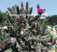 Cylindropuntia imbricata cv. Stürzer (dw)