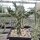 Cylindropuntia imbricata cv. Stürzer (dw)
