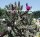 Cylindropuntia imbricata cv. Stürzer (dw)