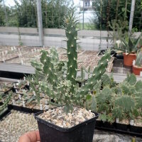Cylindropuntia imbricata cv. Uhlig (dw)