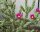 Cylindropuntia imbricata cv. Uhlig (dw)