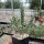 Cylindropuntia imbricata cv. Uhlig (dw)