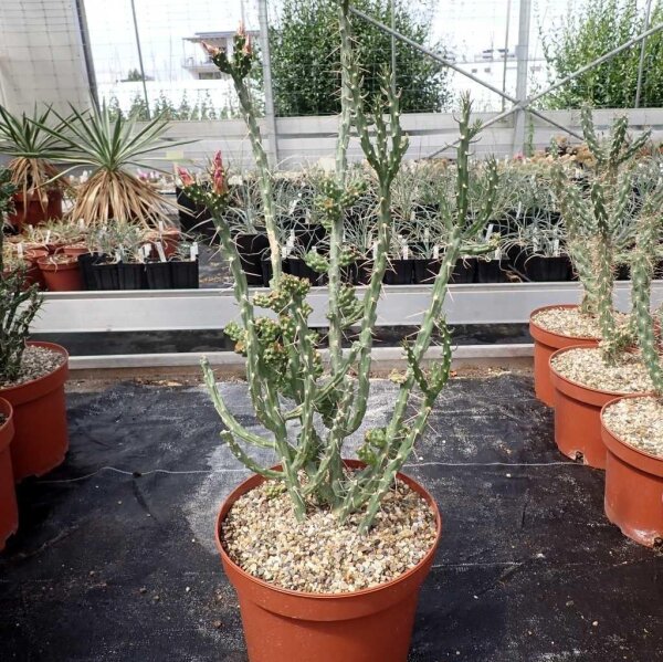 Cylindropuntia kleiniae (dw)