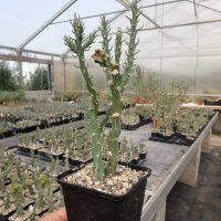 Cylindropuntia kleiniae (dw)