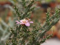 Cylindropuntia kleiniae (dw)