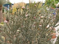 Cylindropuntia kleiniae (dw)