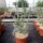 Cylindropuntia kleiniae (dw)