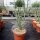 Cylindropuntia kleiniae (dw)