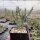 Cylindropuntia kleiniae (dw)