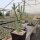 Cylindropuntia kleiniae (dw)
