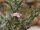Cylindropuntia kleiniae (dw)