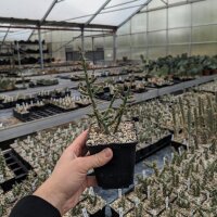 Cylindropuntia leptocaulis Valencia, Co, NM (dw)