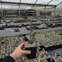 Cylindropuntia leptocaulis Valencia, Co, NM (dw)