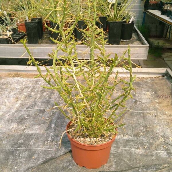 Cylindropuntia leptocaulis (dw)