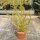 Cylindropuntia leptocaulis (dw)