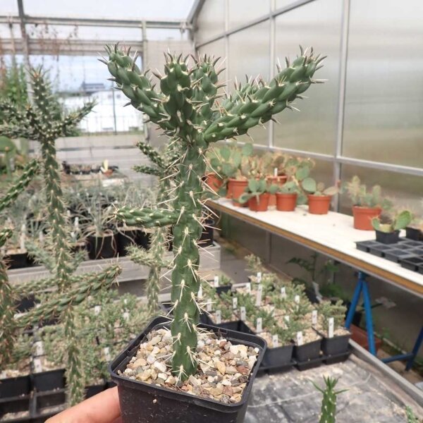 Cylindropuntia viridiflora SB 957 Santa Fe, NM, USA (dw)