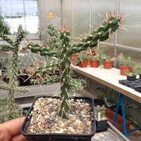 Cylindropuntia viridiflora SB 957 Santa Fe, NM, USA (dw)