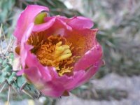 Cylindropuntia viridiflora SB 957 Santa Fe, NM, USA (dw)