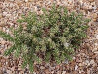 Cylindropuntia whipplei DJF 167  (dw)