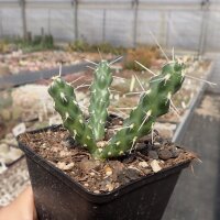 Cylindropuntia whipplei DJF 167  (dw)