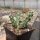 Cylindropuntia whipplei DJF 167  (dw)
