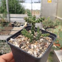 Cylindropuntia whipplei MUG 125  (dw)